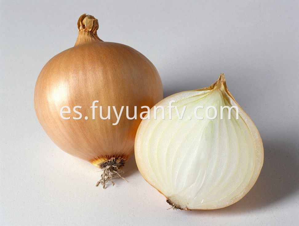 Yellow Onion 14